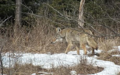 Photo of a Coyote taking a good look at something in the forest in the Claireville Conservation Area, in Toronto - Ontario March 8, 2013