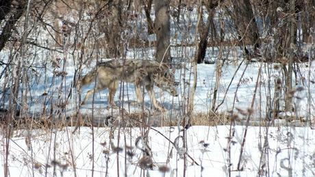 Photo of a wild Coyote moving quickly through thick bush in the Claireville Conservation Area, in Toronto - Ontario March 8, 2013