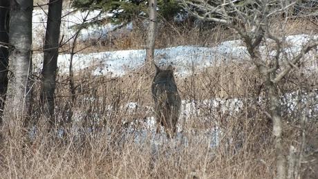 Photo of a wild Coyote's back as its moves through long grass in the Claireville Conservation Area, in Toronto - Ontario March 8, 2013
