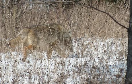 hoto of a wild Coyote moving through long grass, and smelling the snow in the Claireville Conservation Area, in Toronto - Ontario March 8, 2013