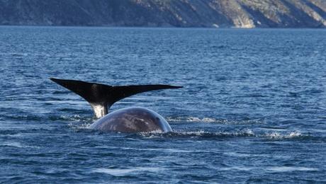 bowhead whale 1 blog