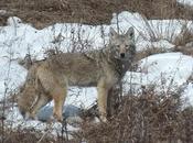 Wild Coyote Sighting Claireville Conservation Area Toronto Ontario