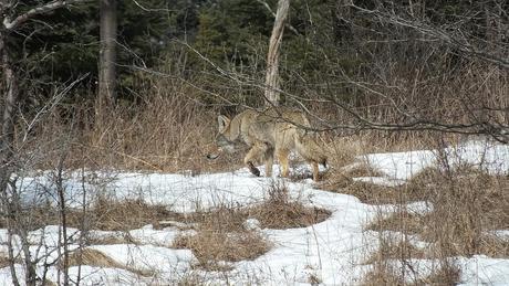 Photo of a Coyote walking slowly and smelling the air in the bush, in the Claireville Conservation Area, in northwest Toronto - Ontario. March 8, 2013