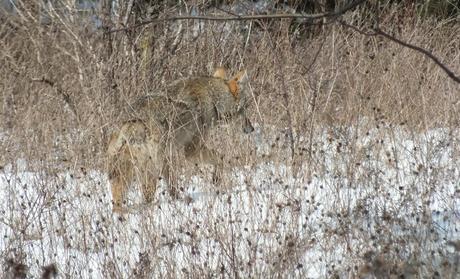 Photo of a wild Coyote moving slowly through long grass, and snow in the Claireville Conservation Area, in Toronto - Ontario March 8, 2013