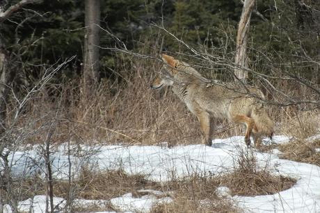 A Coyote stops and takes a look at something in the bush, in the Claireville Conservation Area, in northwest Toronto - Ontario. March 8, 2013