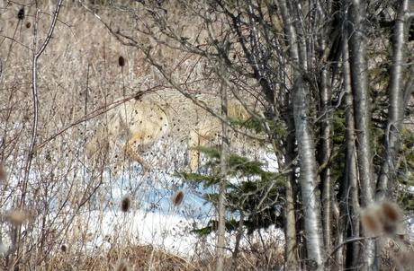 Photo of a wild Coyote moving through thick bush in the Claireville Conservation Area, in Toronto - Ontario March 8, 2013