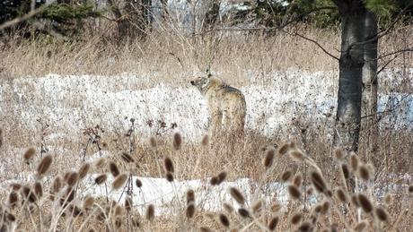 Photo of a wild Coyote looking back to see what is in the snowy forest in the Claireville Conservation Area, in Toronto - Ontario March 8, 2013