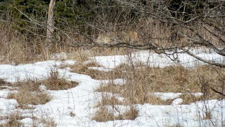 A Coyote moves slowly through snowy grass in the Claireville Conservation Area, in northwest Toronto - Ontario