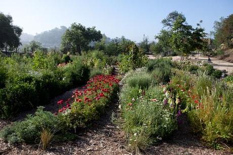 Outdoor gardening in Los Angeles, California
