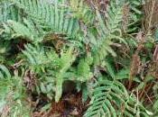 Plant Week: Blechnum Chilense