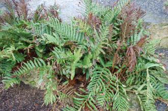 Blechnum chilense (09/02/2013, Kew Gardens, London)