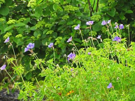 The ongoing saga of Geranium 'Brookside'