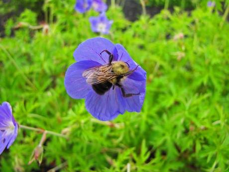 The ongoing saga of Geranium 'Brookside'