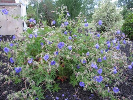 The ongoing saga of Geranium 'Brookside'