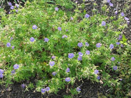 The ongoing saga of Geranium 'Brookside'