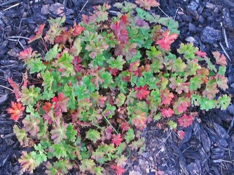 The ongoing saga of Geranium 'Brookside'