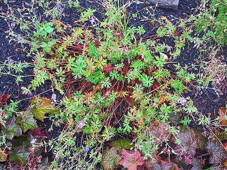 The ongoing saga of Geranium 'Brookside'