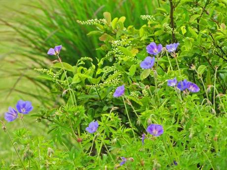 The ongoing saga of Geranium 'Brookside'