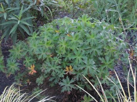 The ongoing saga of Geranium 'Brookside'