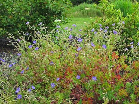 The ongoing saga of Geranium 'Brookside'