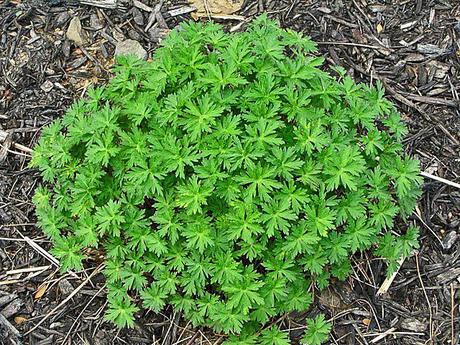 The ongoing saga of Geranium 'Brookside'