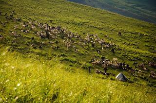 Leh Road Trip - Srinagar