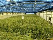 Feiglin Prepares Bill Easing Access Medical Marijuana