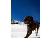 This Avalanche Rescue Canine Gets Work