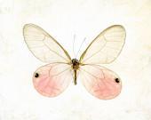 Pink pastel insect botanical specimen entomology dreamy macro closeup spring minimal - Glasswing Butterfly 8 x 10 - gbrosseau