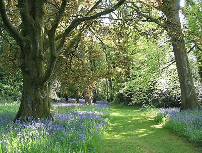 Nothing Like An Irish Garden!