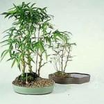 buddahs-belly-bonsai