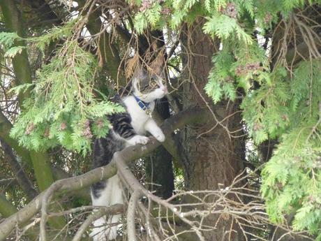 Tree-Cat
