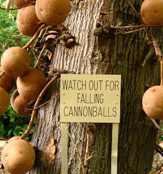 The Cannonball Tree