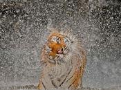 Stunning Tiger