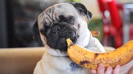 ADORABLE Pug DOG Becomes Bonafide Food Critic!