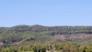 Photo provided by the University of Tennessee shows Wilson Mountain in the Cumberland Forest, a state-owned research area used by the University of Tennessee.