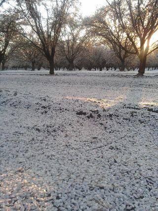 Almond blossoms create a carpet of white on the Kern County soil