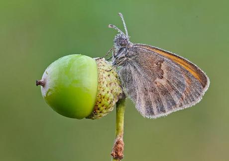 Fadet commun ou procris, Small Heath