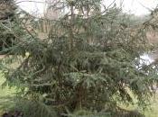 Plant Week: Picea Likiangensis