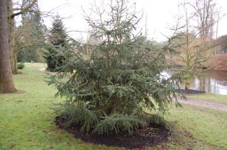 Picea likiangensis (09/02/2013, Kew Gardens, London)