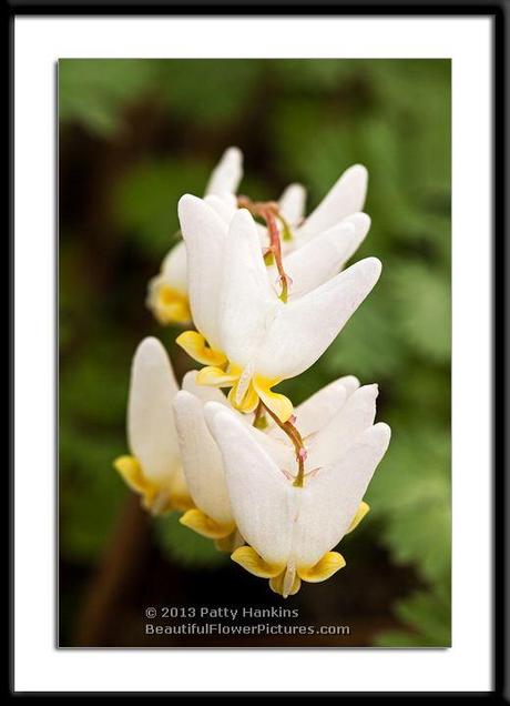 Dutchman's Breeches