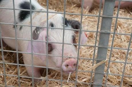 Gloucester Old Spot pig at the Edible Garden Show