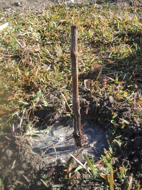 2013 Pittsburgh Sports Forum Gardening Thread