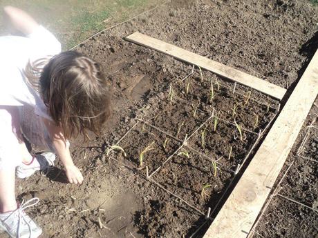 2013 Pittsburgh Sports Forum Gardening Thread