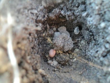 2013 Pittsburgh Sports Forum Gardening Thread