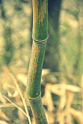 In a Bamboo Grove