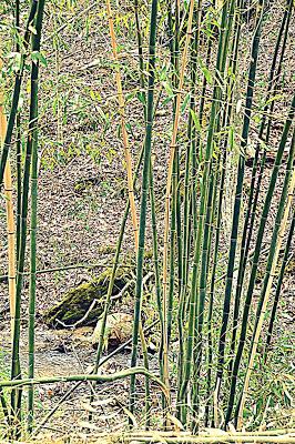 In a Bamboo Grove