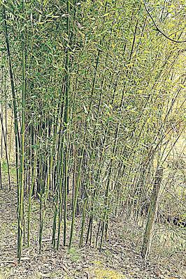 In a Bamboo Grove