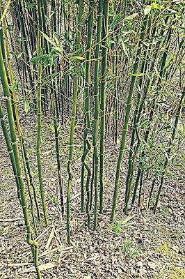 In a Bamboo Grove