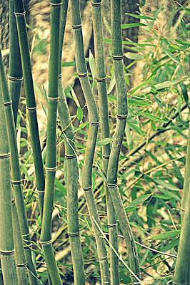 In a Bamboo Grove